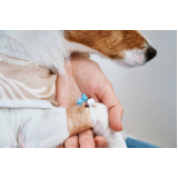 ozonioterapia cães Vila 31 de Março