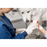 ozonioterapia para cachorro Núcleo Residencial Vila Vitória