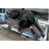 ozonioterapia para cães idosos valor Parque da Figueira