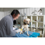 ozonioterapia para cães idosos Jardim Samambaia