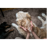 ozonioterapia para cães Taquaral