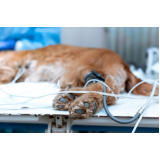 ozonioterapia para gatos e cachorros valor Parque Anhumas