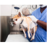 preço de cirurgia castração cachorro Taquaral