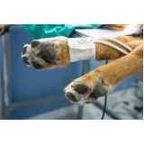 preço de cirurgia em animais Núcleo Residencial Vila Vitória