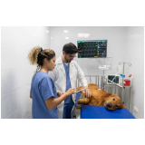 preço de cirurgia ortopédica em cachorro Jardim Pauliceia
