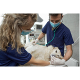 preço de cirurgia para cachorros de pequeno porte Parque Tropical