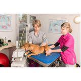 tratamento de laserterapia cachorro Recanto dos Dourados