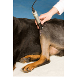 tratamento de laserterapia para cães e gatos Jardim Paraíso