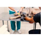 tratamento de ozonioterapia cachorro Vila Teixeira