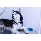 tratamento de ozonioterapia cães Parque Cidade de Campinas