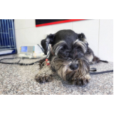 tratamento de ozonioterapia para animais pequenos Botafogo