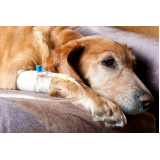 tratamento de ozonioterapia para cães idosos Vila IAPI