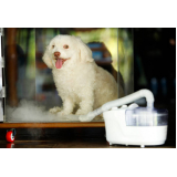 tratamento de ozonioterapia para cães Vila União