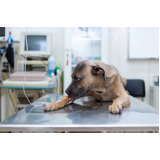 tratamento de ozonioterapia para gatos e cachorros Taquaral