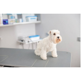 tratamento de ozonioterapia para pets Vila Castelo Branco