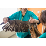 veterinário animais exóticos Santa Cruz