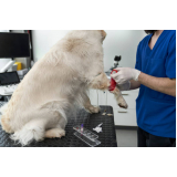 veterinário de animais exóticos contato DIC IV