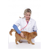 veterinário especialista em gatos Alto do Taquaral