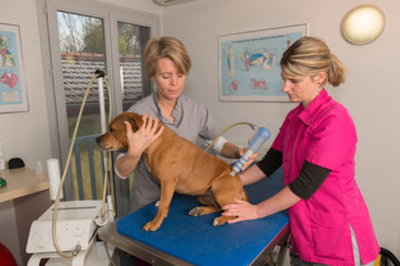 Tratamento de Laserterapia para Animais Domésticos Jardim Campo Belo - Laserterapia para Gato