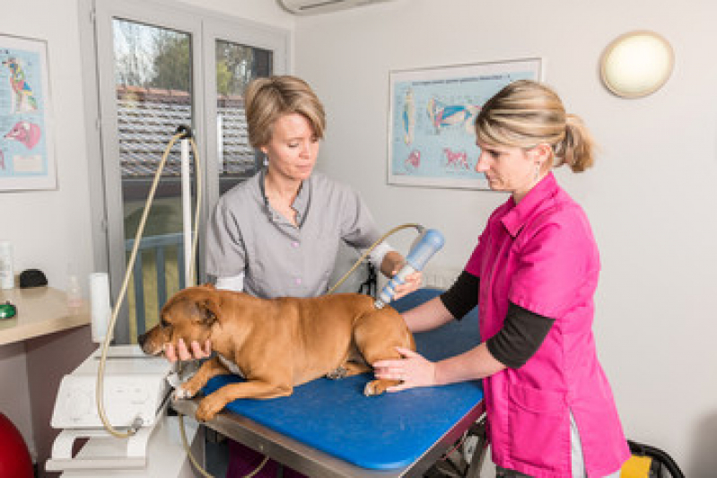 Tratamento de Laserterapia para Animais Vila Miguel Vicente Cury - Laserterapia para Cachorro