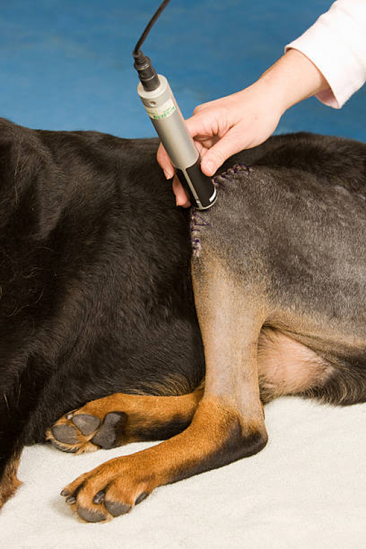 Tratamento de Laserterapia para Cães e Gatos Núcleo Residencial Vila Vitória - Laserterapia para Animais Pequenos