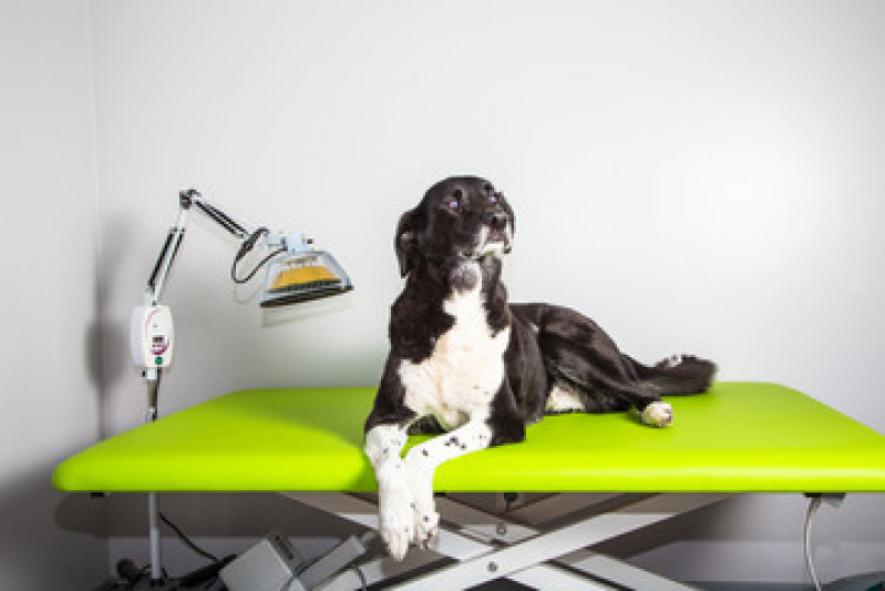 Tratamento de Laserterapia para Gatos e Cachorros Parque Industrial - Laserterapia para Cães