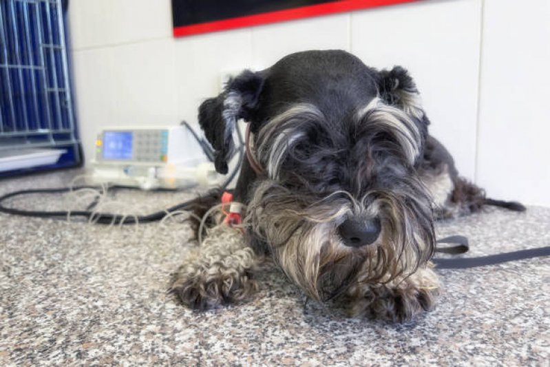 Tratamento de Ozonioterapia para Animais Pequenos Jardim Chapadão - Ozonioterapia para Cachorro Campinas