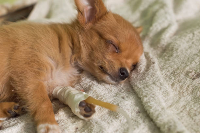 Tratamento de Ozonioterapia para Animais Jardim do Lago - Ozonioterapia para Cachorro Campinas