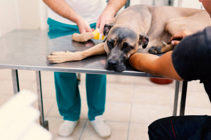 Tratamento de Ozonioterapia para Cachorro Jardim das Andorinhas - Ozonioterapia para Cachorro Campinas