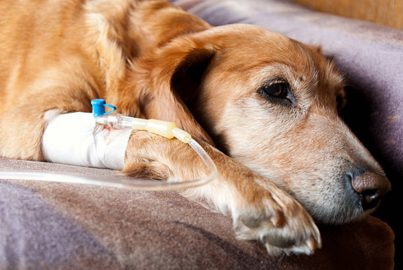 Tratamento de Ozonioterapia para Cães Idosos Jardim Yeda - Ozonioterapia para Gatos