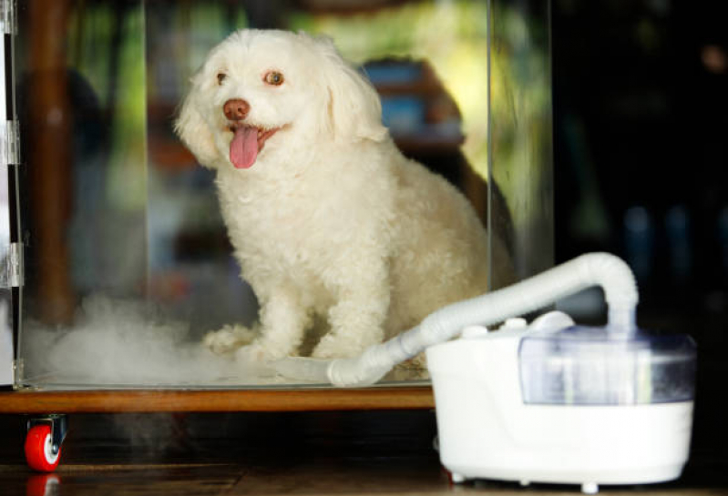 Tratamento de Ozonioterapia para Cães Parque Taquaral - Ozonioterapia para Animais Pequenos