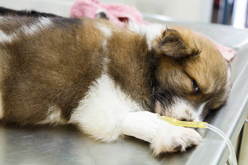Tratamento de Ozonioterapia para Gatos Jardim Santana - Ozonioterapia para Cachorro Campinas