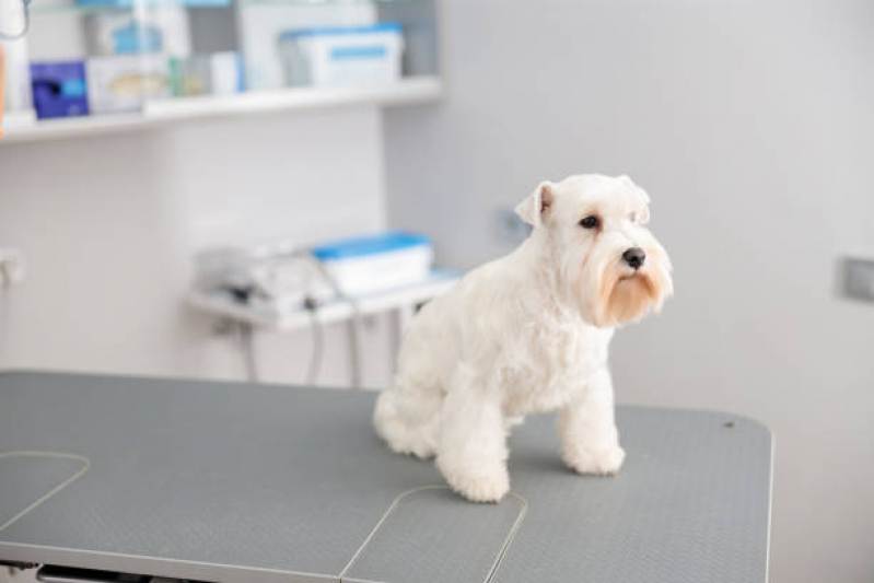 Tratamento de Ozonioterapia para Pets Jardim Shangai - Ozonioterapia para Cães Idosos