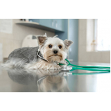 check up em cachorro Vila Aeroporto