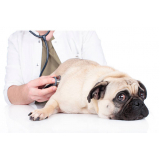onde faz check up cachorro Notre Dame