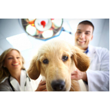 onde tem check up canino Jardim do Lago