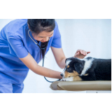 onde tem check-up veterinário perto Jardim Eulina